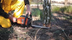 How Our Tree Care Process Works  in  Kingfisher, OK