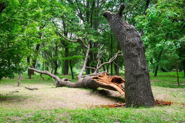 Kingfisher, OK Tree Services Company