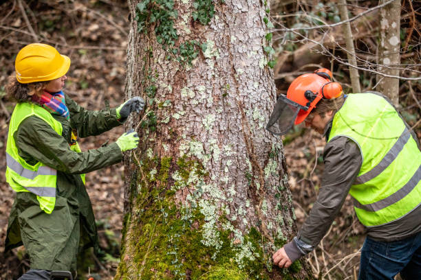 Best Commercial Tree Services  in Kingfisher, OK