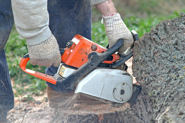 Best Hazardous Tree Removal  in Kingfisher, OK