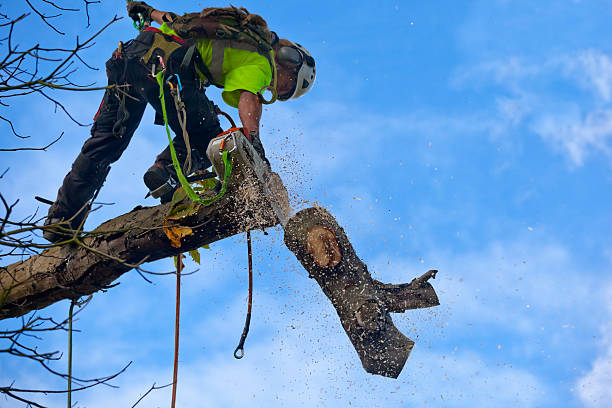 How Our Tree Care Process Works  in  Kingfisher, OK